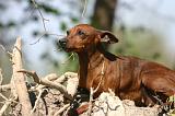 PINSCHER NAIN 162